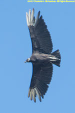 black vulture